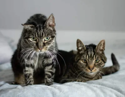 stowarzyszenie-trzymaj-sie-kocie - Chcesz mieć dwa kotki bez wychodzenia z domu? Oto ...