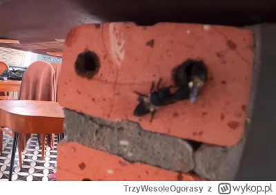 T.....y - @ciec-aniol_A4:
"W domu mam gniazdo szerszeni, pszczół i os"

Komu jadowite...