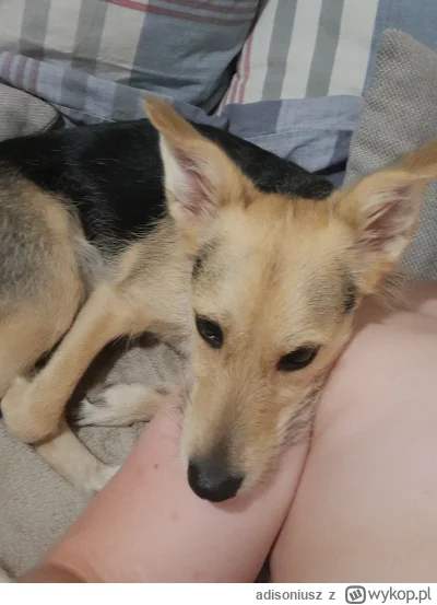 adisoniusz - Śpimy se juz 
#pokazpsa