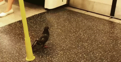 wfyokyga - Gołompowi się znudziło latanie