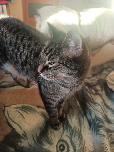 Momento83 - Nie chcę

#koty