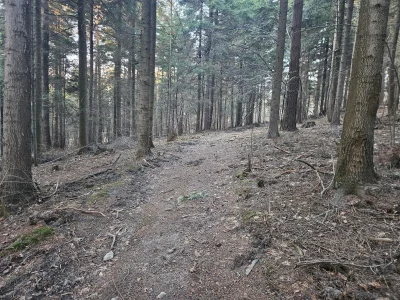 penkroff - Sprawdzam jak tam sprawy za lasem #spierdotrip