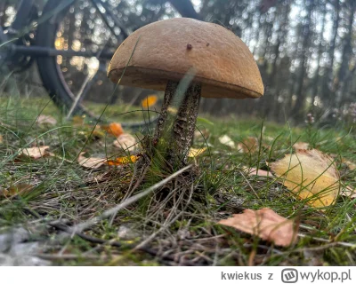 kwiekus - 698 986 + 23 = 699 009

Sporo grzybów w lesie, ale same duże

#rowerowyrown...