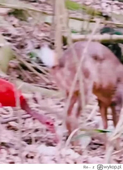 Re-- - #zwierzaczki #chrystepanie