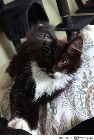 BastetII - @BastetII: