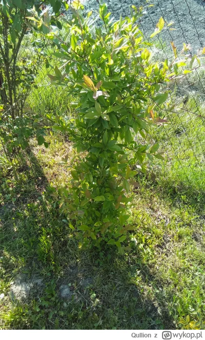 Qullion - @Qullion nieszpułka