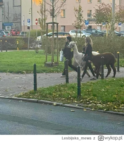 Lesbijska_mewa - Już rozumiem wykopków spod tagu #psiarze dziś na ulicy chciałem uprz...