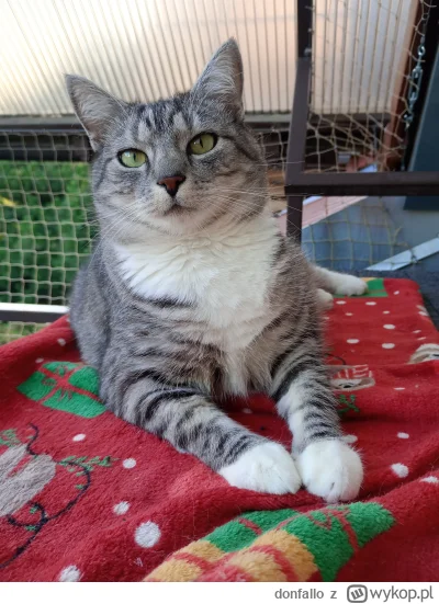 donfallo - @Lujdziarski (ko)córka pozdrawia przystojniaka ( ͡º ͜ʖ͡º)