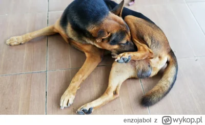 enzojabol - @WielkiNos @MLeko29 meanwhile pies:
