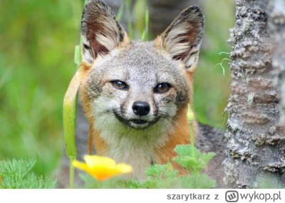 szarytkarz - Przed Państwem urocjon wirginijski, nazywany również lisem wirgilijskim ...