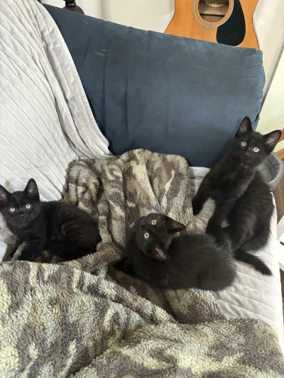 mala_kropka - #zupawkropki #koty