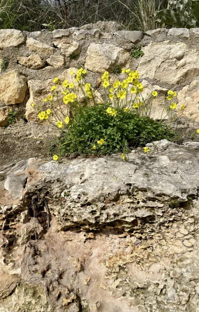 asdfghjkl - Ładne kwiatki też porosły na skale