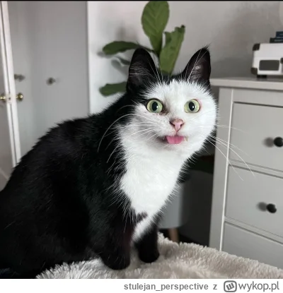 stulejan_perspective