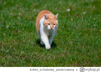 kotletschabowypanierowany - Takiego przystojnego kawalera dziś na spacerze spotkałem
...