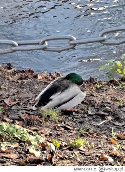 Milanek93 - O taka kaczka na #neet . Wsadziła łeb w kuper i wywalone na wszystko. #pr...
