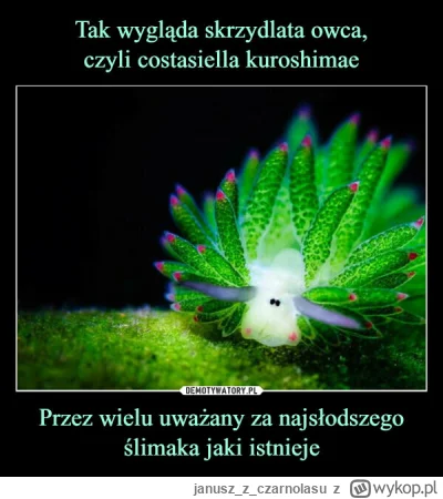 januszzczarnolasu - #natura #przyroda #zwierzaczki #slimaki #ciekawostki