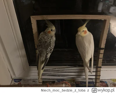 Niechmocbedzieztoba - Mniej odporne na mrozy ale za to z romantycznymi serduszkami pa...