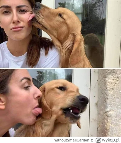 withoutSmallGarden - #psy #smiesznypiesek #heheszki #humorobrazkowy