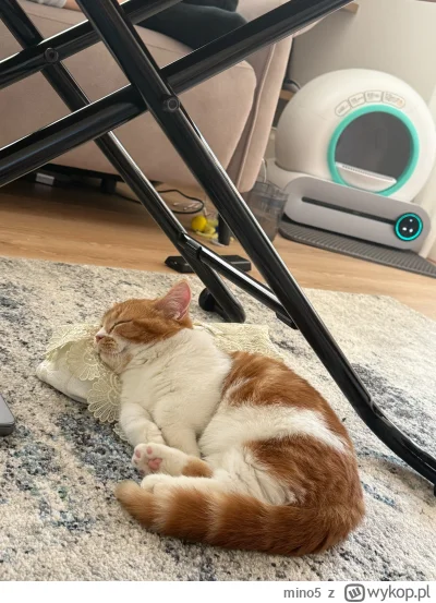 mino5 - #pokazkota #koty