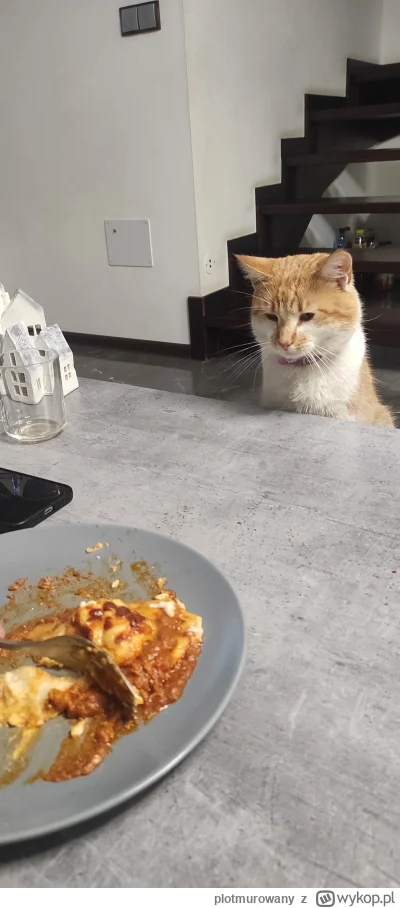 plotmurowany - Omikron czeka na obiad

#koty  #smiesznekotki #kitku