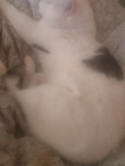 ntdsc - @Solsith 

Oddaj mi kotka