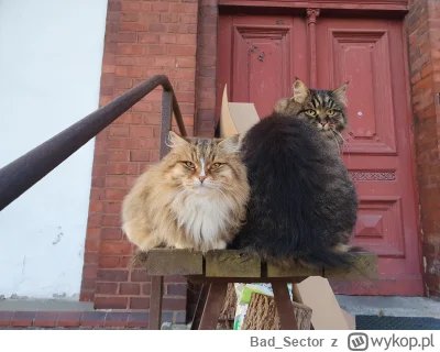 Bad_Sector - Takie piękne koty dziś rano spotkałem ( ͡° ͜ʖ ͡°) #koteczkizprzypadku #k...