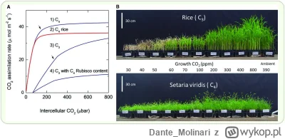 DanteMolinari - Ok. 3/4 roślin na Ziemi ma fotosyntezę typu C3 (reszta to głównie C4,...