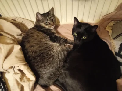 Lmaocetong2 - @LubieKotkii: jakie podobne do moich (ʘ‿ʘ)