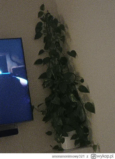 anonanonimowy321 - @Francis_Drake: zwykły se ale i tak rozrósł się ładnie z małego