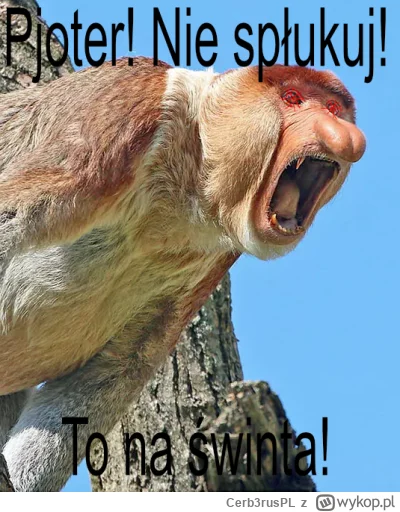 Cerb3rusPL - #konkursnanajbardziejgownianymemznosaczem 

Pjeter! Zostaw to kupsko, to...