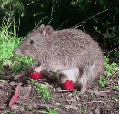 wfyokyga - Podwójne amciowanie