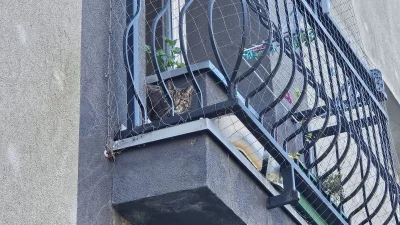 Vegasik69 - #koteczkizprzypadku wypuście mnie, chce pobiegać! 😿