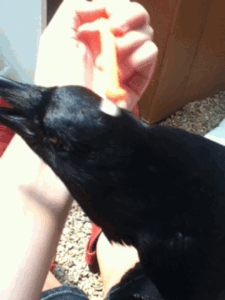 Corvus_Frugilagus - Dobranoc wszystkim i miłej soboty.