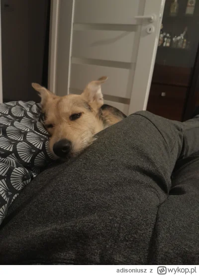 adisoniusz - Ktoś tu juz odlatuje
#pokazpsa