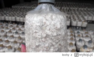 leehy - Farma grzybów w Chinach #chiny #grzyby #ciekawostki