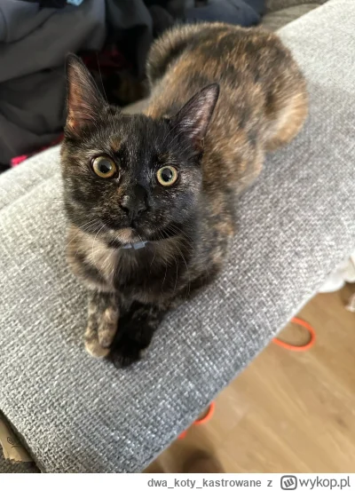 dwakotykastrowane - 3 w 1 (ʘ‿ʘ)
#kot #kitku #pokazkota #koty #smiesznypiesek