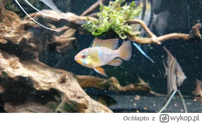 Ochlapto - @LucaJune:  samica