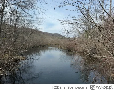 R2D2zSosnowca - @R2D2zSosnowca tu przykład jaki staw o------y bobry na podobnym strum...
