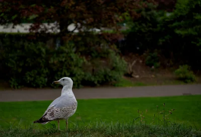 xvprvx - #ptaszkowpis #fotografia