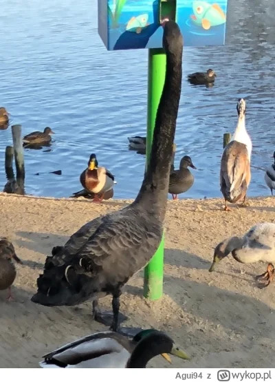 Agui94 - @dorodny-agrest ale d0jeebany skóórwiel. Jak się nazywa?