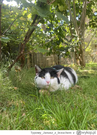 TypowyJanuszz_brzuchem - #pokazkota 
Plusowac kitku