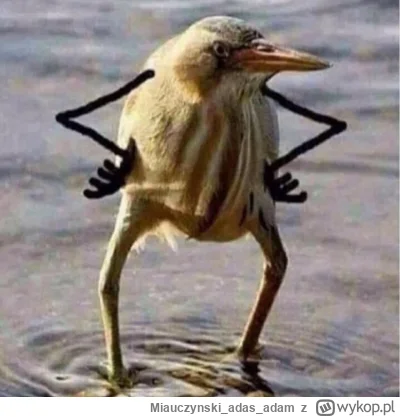 Miauczynskiadasadam