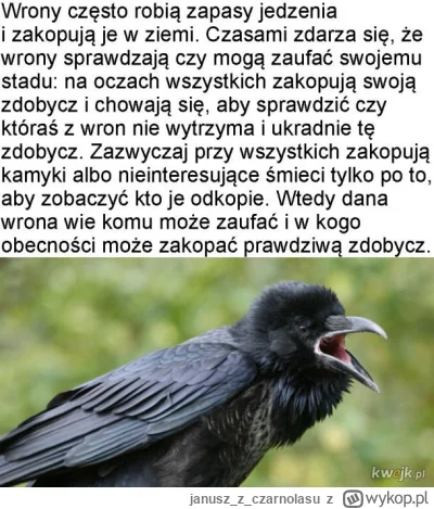 januszzczarnolasu - Wrony...