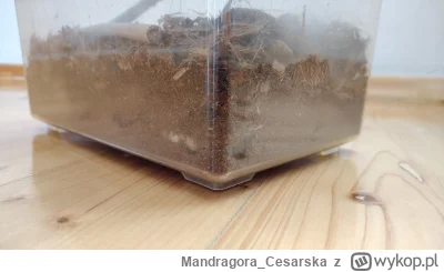 MandragoraCesarska - @MandragoraCesarska: