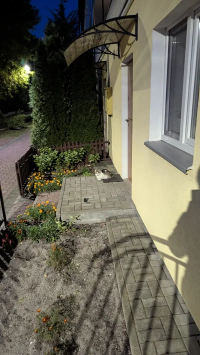 vulcanitu - #koteczkizprzypadku