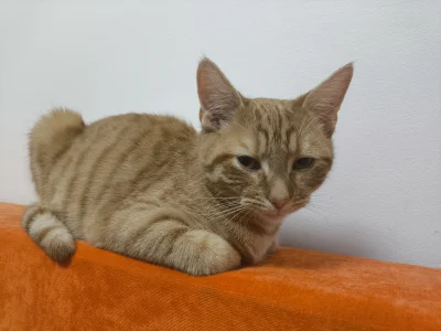 rymcykpymcyk - @Lenalee: