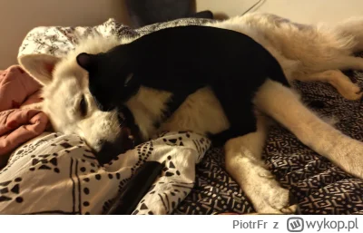 PiotrFr - No i zagryzł mi psa 

#pokazkota #pokazpsa