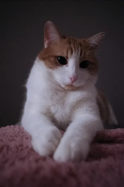 4nal4nihihihil4tion - @Lemmonix: