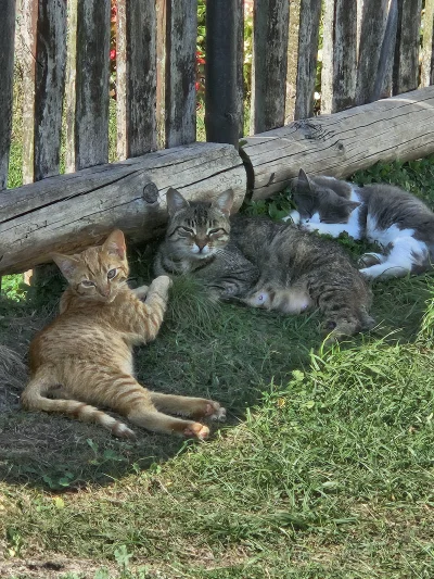 PiccoloColo - Mam jeszcze z tydzień na to by je oswoić