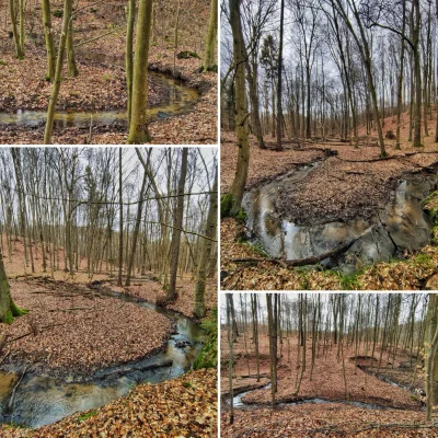 Krupier - Ładnie w tej Puszczy Bukowej naszej jest, a jak się zazieleni to będzie jes...